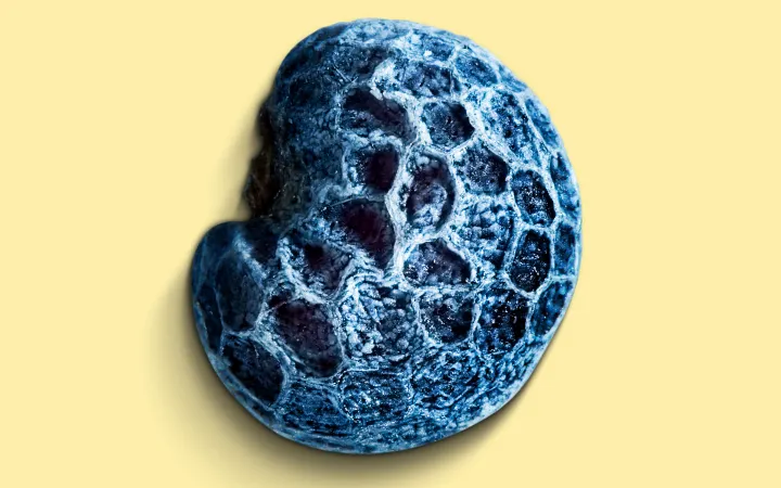 Detailed image of blue poppy