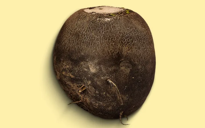 Detaillierter Winterretich