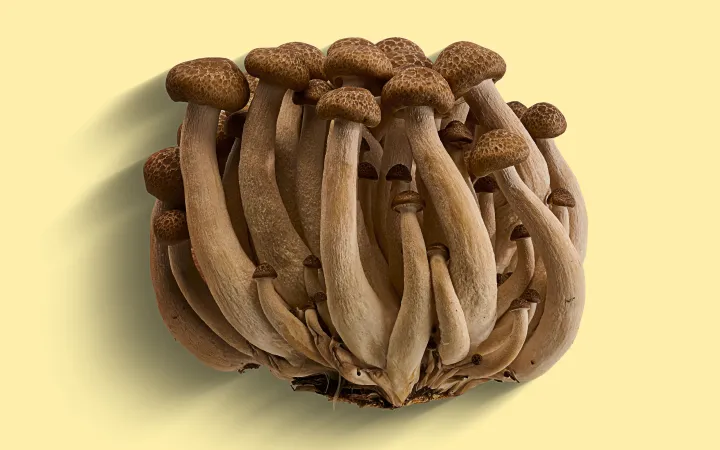 Detaillierte Buchenpilze