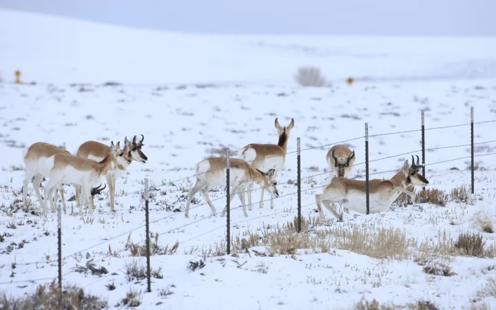 Zäune erschweren die Wanderungen der Wildtiere.