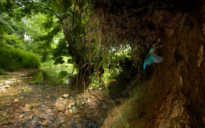 Eisvogel fliegt zum Nest