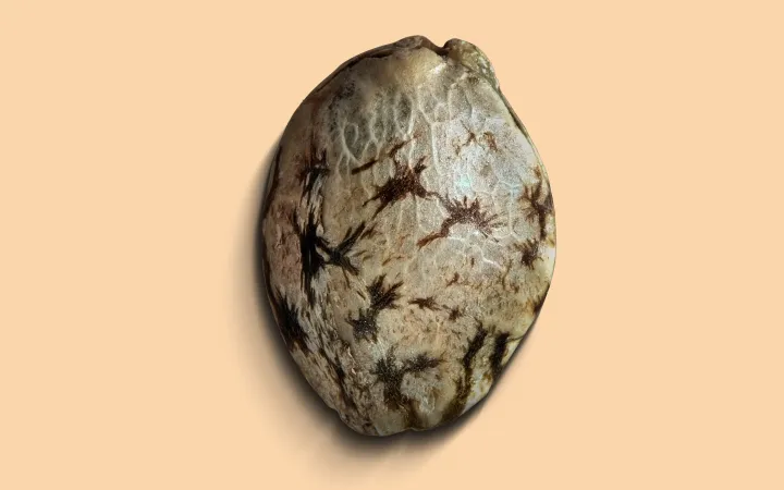 Eine detaillierte Hanfsame