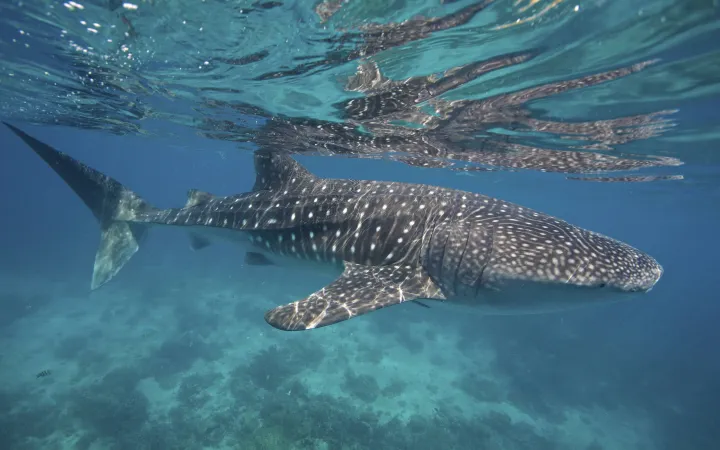 Un requin-baleine nage juste sous la surface