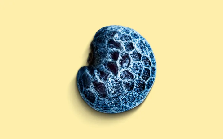 Ein Blaumohn auf gelbem Hintergrund