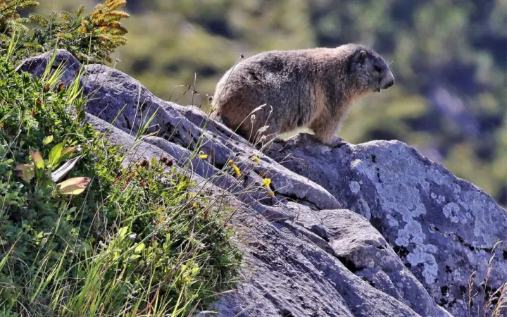 Ein Murmeltier auf einem Felsen