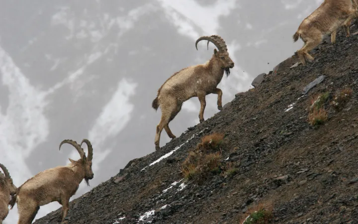 Eine Gruppe von Steinböcken die den Berg hinauf laufen 