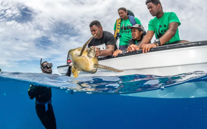 WWF Mitarbeiter lassen Schildkröte frei