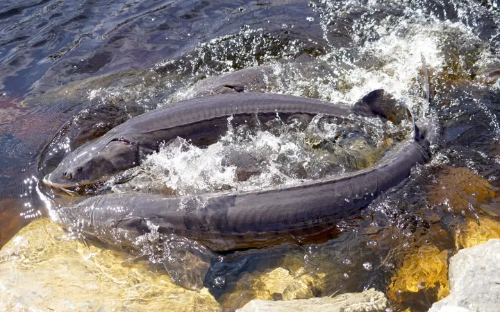 Zwei Störe an der Wasseroberfläche am Ufer