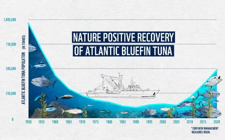 Grafik die zeigt wie sich die Blauflossen-Thunfisch-Bestände seit den 1950ern erholt haben