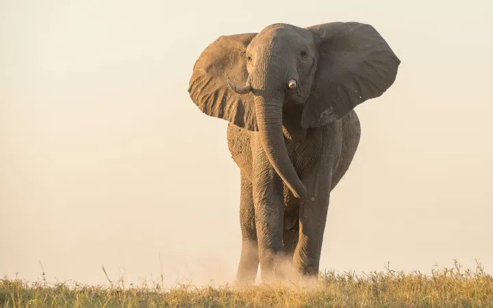 elephant standing tall in national park Kaza