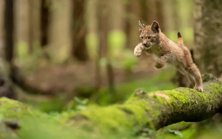Petit lynx eurasien sautant par-dessus un tronc d'arbre