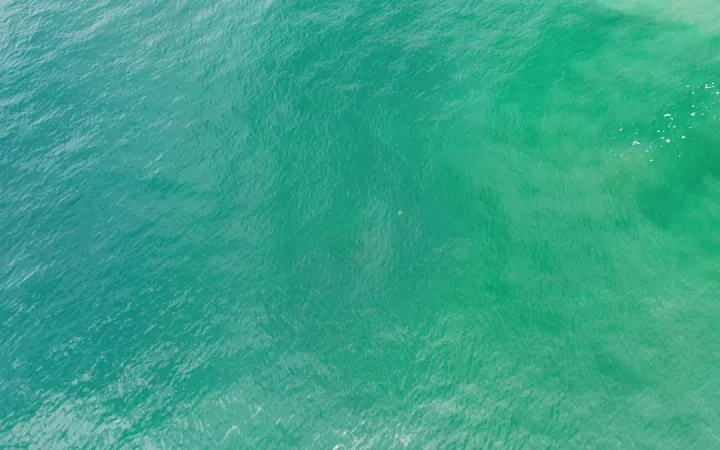 Sea Birdseye Turquoise 