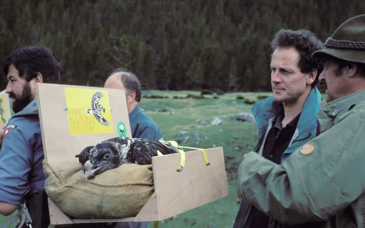 Reintroduction Bearded Vulture Alps Switzerland Archive