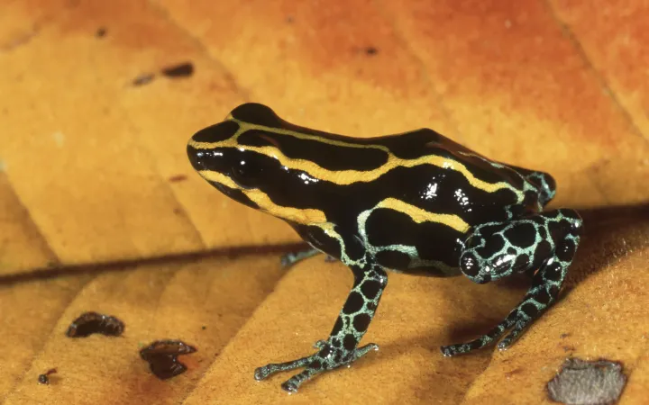 Dyeing poison frog or Poison Dart Frog, Dendrobates tinctorius. Bright colour warns of toxic secretions. Distribution: Amazonian forests, South America