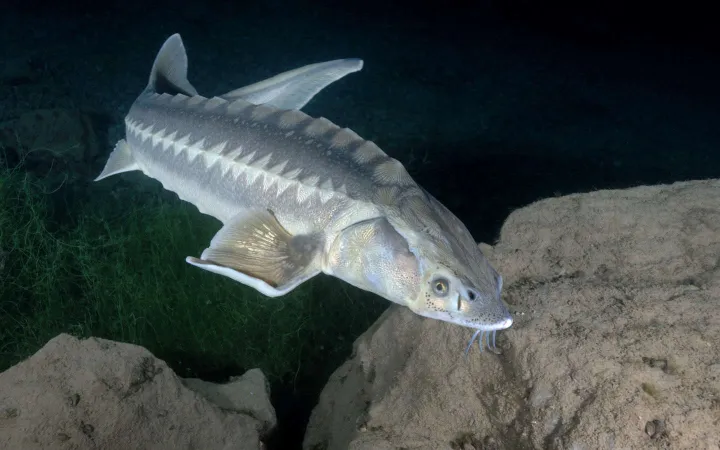 Russischer Stör in dunklem Wasser