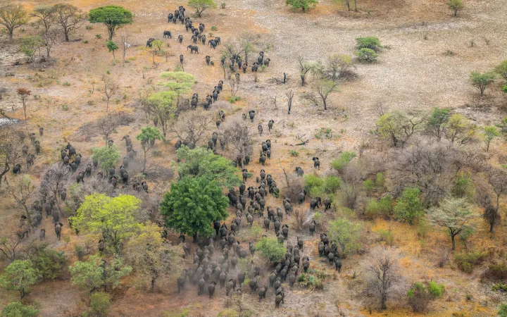 During the dry season, elephants travel from remote refuges to the Zambezi River, navigating corridors that cut through human settlements. Safe pathways are vital for meeting their needs and fostering coexistence with local communities.