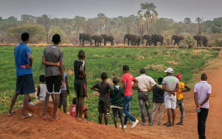 A small herd of elephants leaves Mosi-oa-Tunya National Park for Livingstone’s southern districts, where seasonal migrations fuel human-wildlife conflict. South Dambwa shows coexistence is possible, but other neighborhoods need conservation efforts.