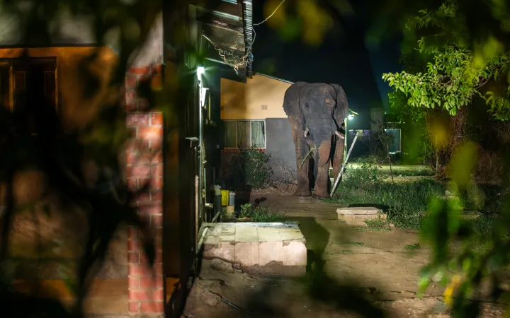 Around 10 PM, elephants leave Mosi-oa-Tunya National Park to forage in Livingstone, rumbling through residential streets. Habitat loss and drought push them into the city, prompting a night curfew to reduce human-wildlife conflict.
