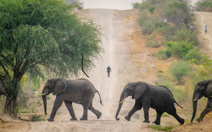 Elephants cross the M10 near Sanyambe, Zambia, returning to the forest after drinking at the Zambezi River. This highlights the importance of safe wildlife corridors, essential for coexistence and access to vital resources.