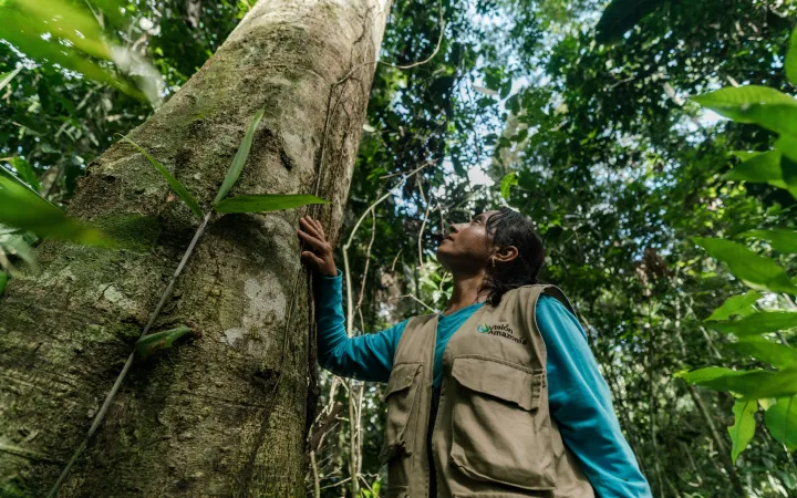 In the buffer zone of Chiribiquete National Park, Colombia, deforestation from land grabbing and cattle ranching is rising. In Calamar, WWF-Colombia works with local “environmental promoters” to protect forests and support sustainable livelihoods.