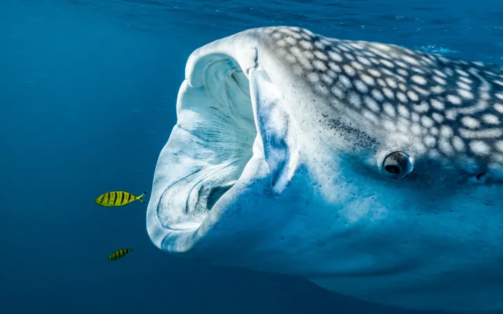 Walhai im Indischen Ozean