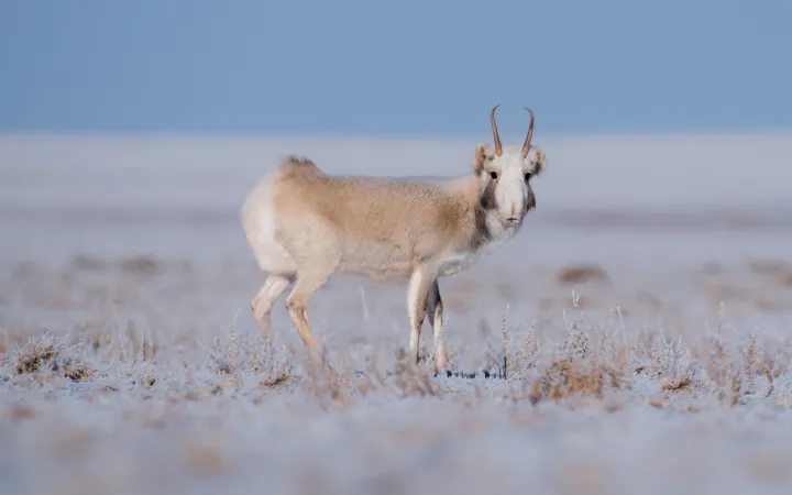 Mongolische Saiga-Antilope in der winterlichen Steppe