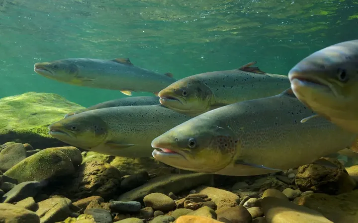 Lachse_schwimmen_im_Wasser
