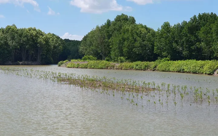 Mangroven wachsen in Ca Mau, Vietnam