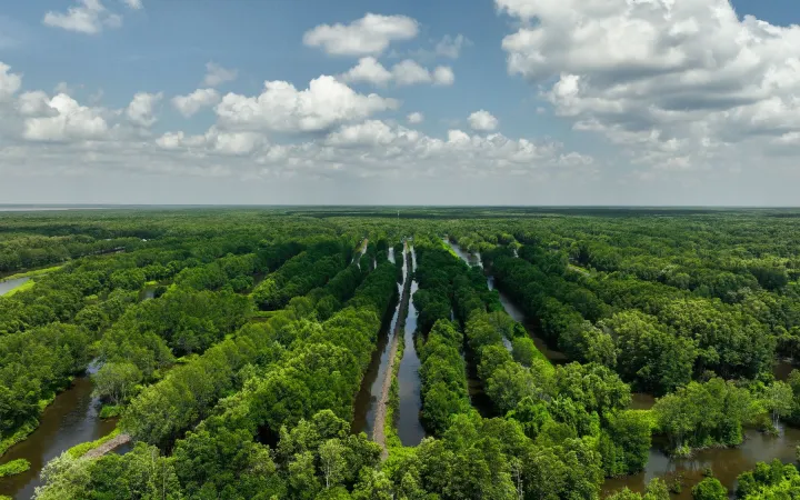 Mangrovenwald Drohnenbild, Ca Mau Vietnam