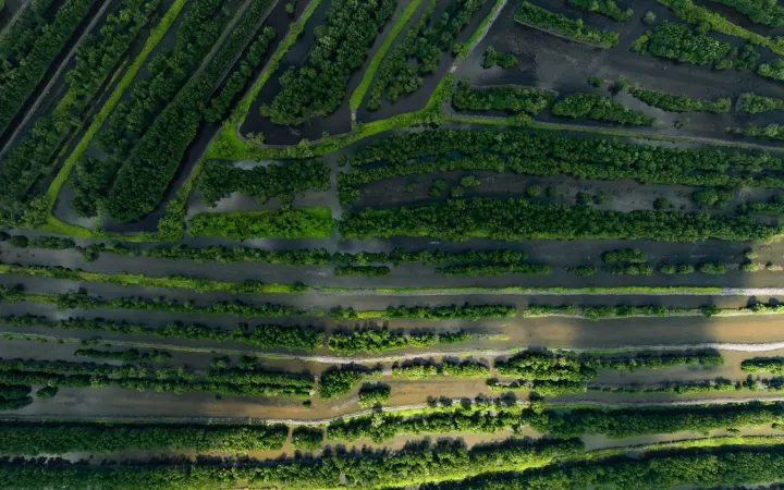 Mangrovenwald von oben, Mekong-Delta, Vietnam