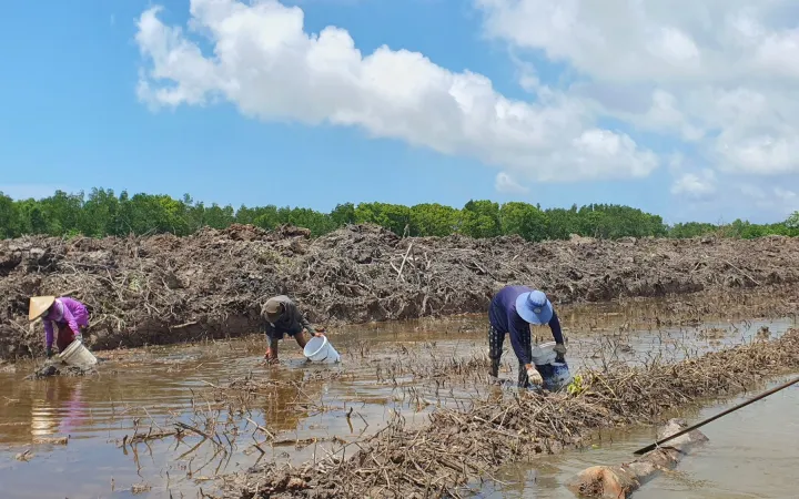 Bauern stehen in Brachwasser und arbeiten, Ca Mau Vietnam