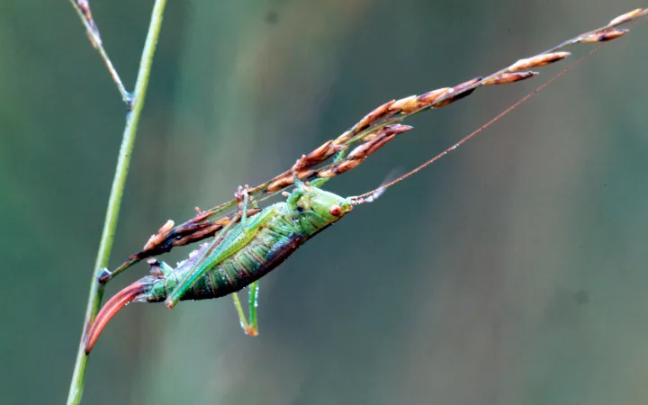 Grüne Heuschrecke hängt an Grashalm