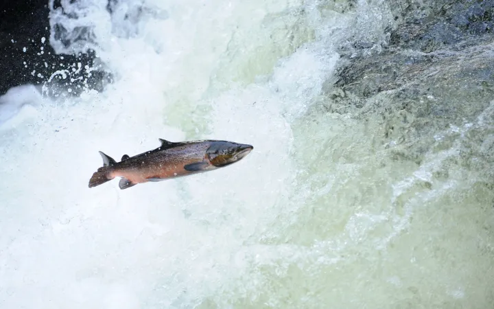 Lachs_schwimmt_im_Wasser