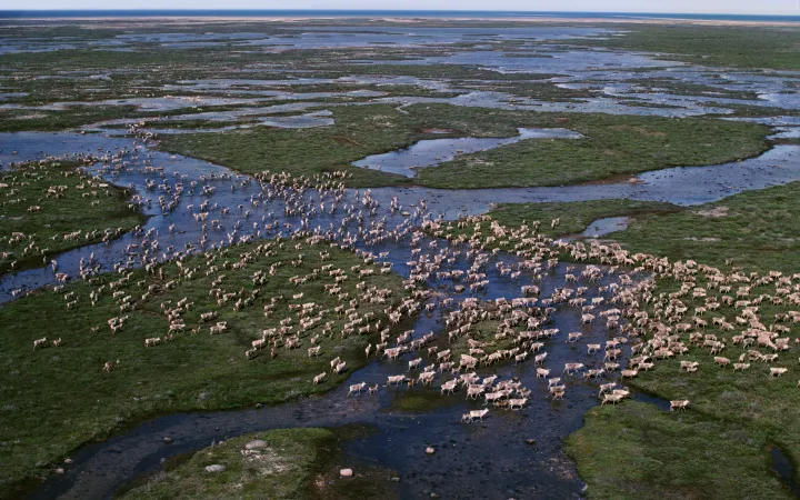 Caribou / reindeer (Rangifer tarandus) migrating across the tundra in summer. Hudson Bay, Canada