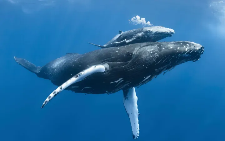 Humpack whale cow swimming with calf in the sea