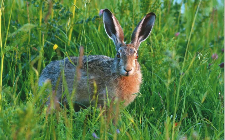 Bilderset «Lebensraum Grossraubtiere»