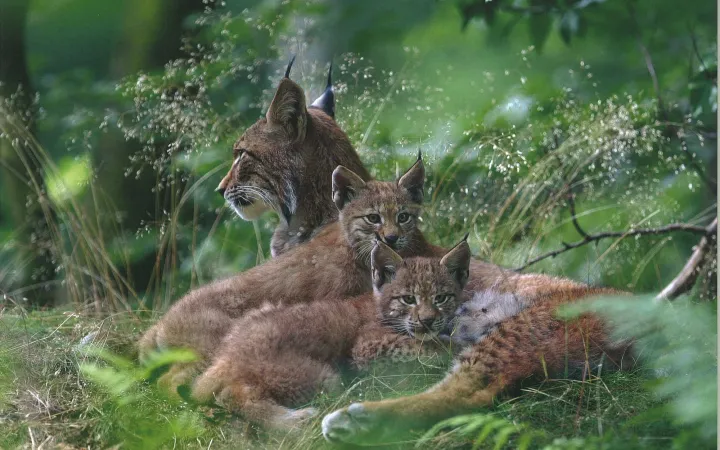 Bilderset «Lebensraum Grossraubtiere»