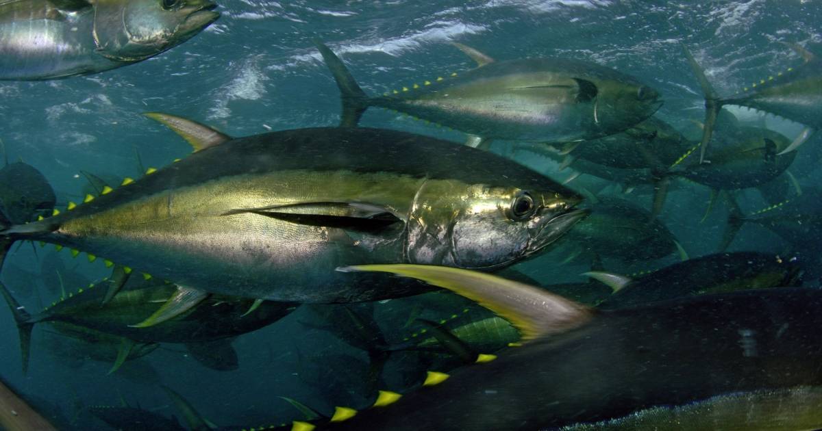 Nachhaltiger Thunfisch-Fang in den Philippinen | WWF Schweiz