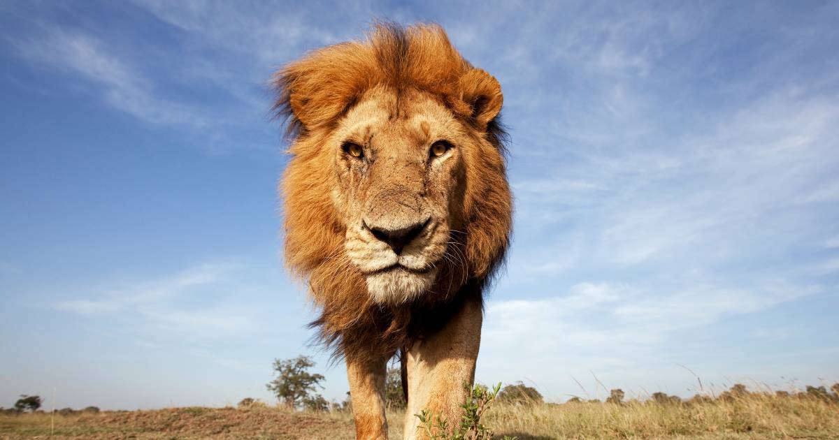 L we Der gejagte K nig der Tiere WWF Schweiz L we Der gejagte K nig der Tiere WWF Schweiz