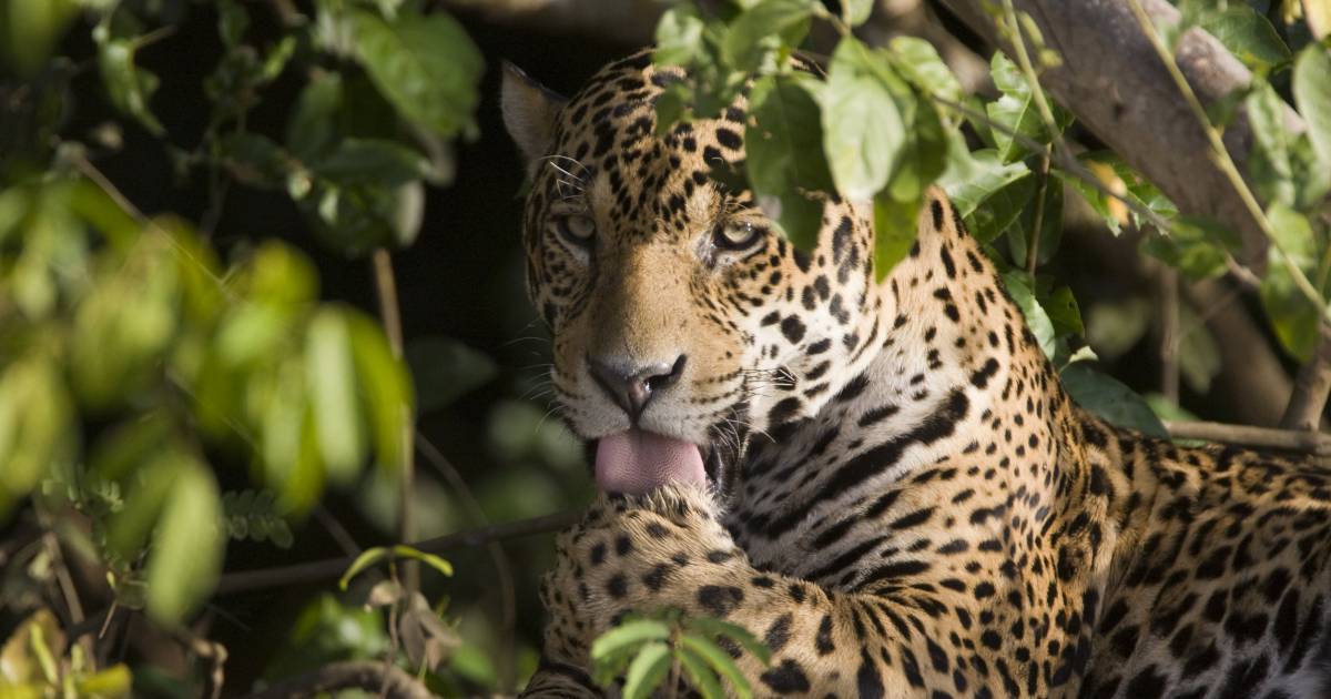 Le jaguar – Celui qui chasse en vol
