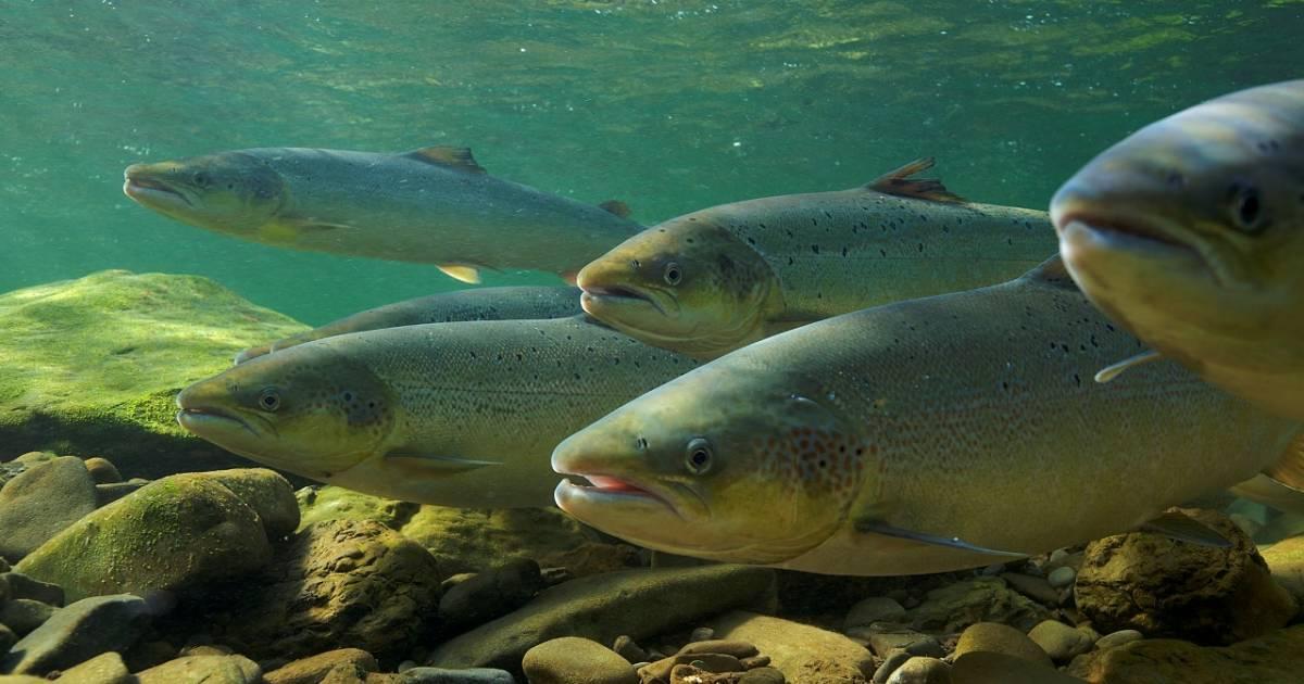 Dem Lachs helfen | WWF Schweiz