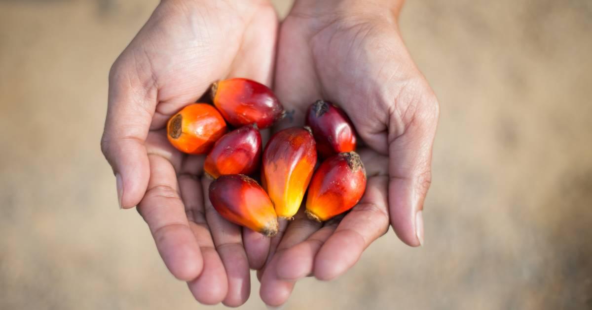 Neustes WWF-Ranking: Schokoladenindustrie und Kosmetik enttäuschen beim Palmöl - Vimarsana News