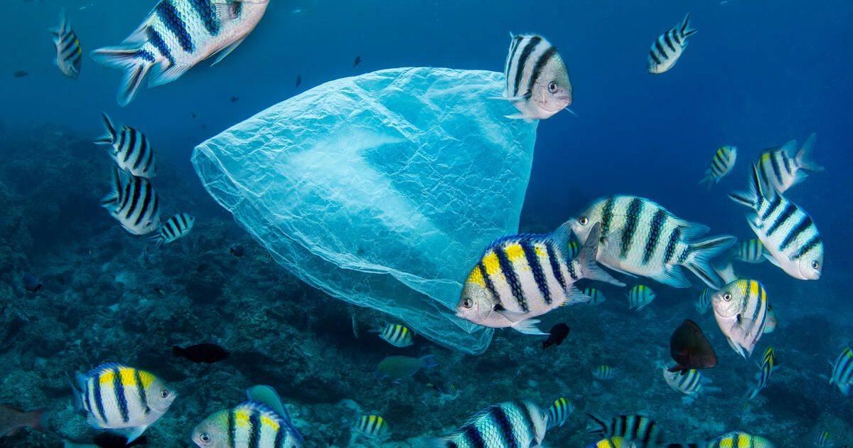Verschmutzung der Meere | WWF Schweiz
