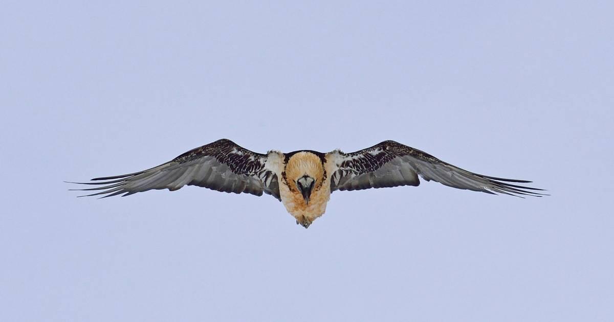 Gypaètes barbus - Le roi des Alpes | WWF Suisse