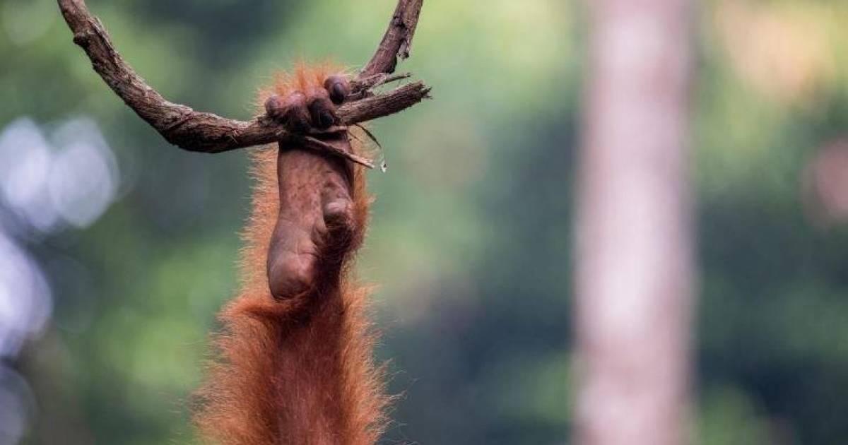 Verlust an Biodiversität: WWF nimmt Zentralbanken in die Pflicht - Vimarsana News