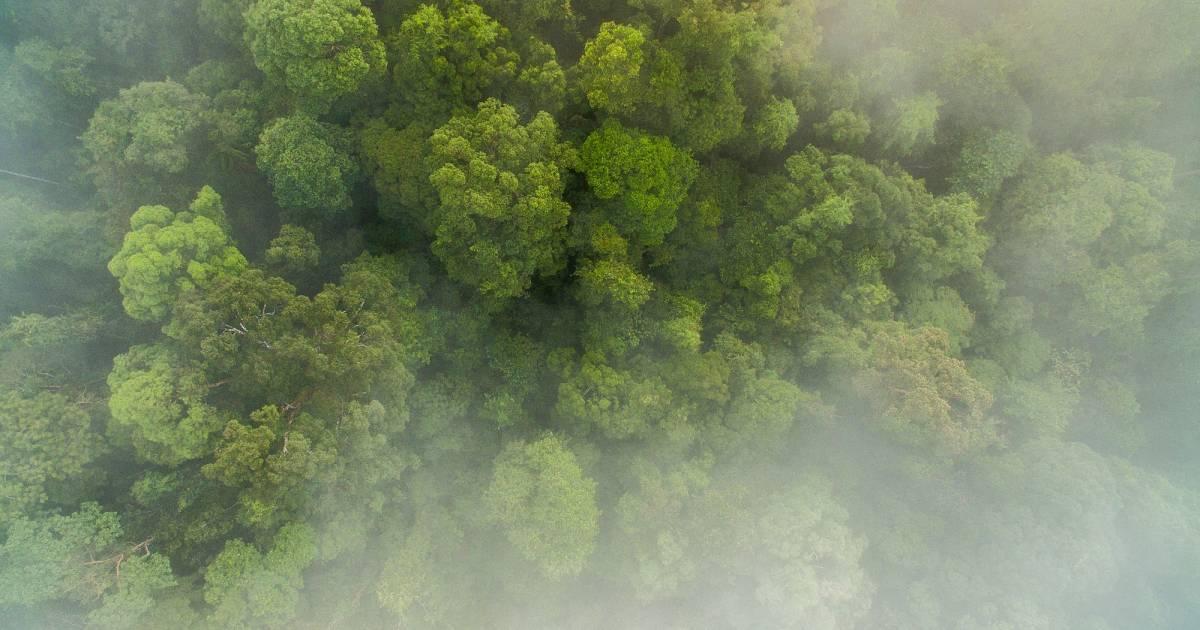 Piramide alimentare della foresta pluviale amazzonica