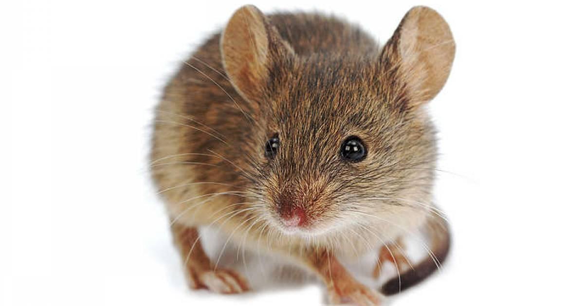 WWF Souvenir Ratgeber Kann ich Mäuse in die Schweiz einführen? WWF Souvenir Ratgeber Kann ich Mäuse in die Schweiz einführen?