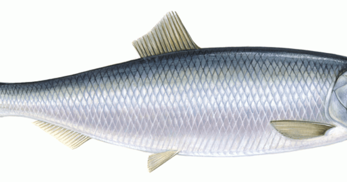 Hering im WWF Einkaufsratgeber Stammt Hering aus nachhaltiger Quelle?