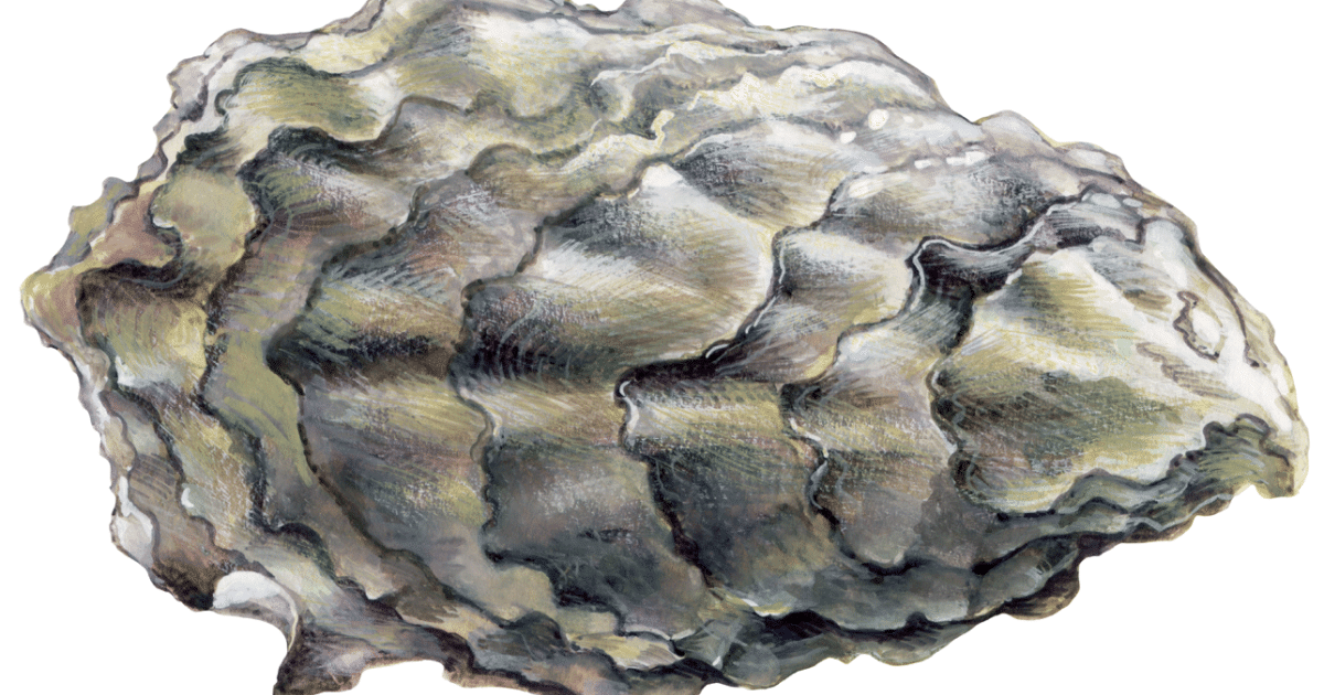 Auster im WWF Einkaufsratgeber Stammt Auster aus nachhaltiger Quelle?