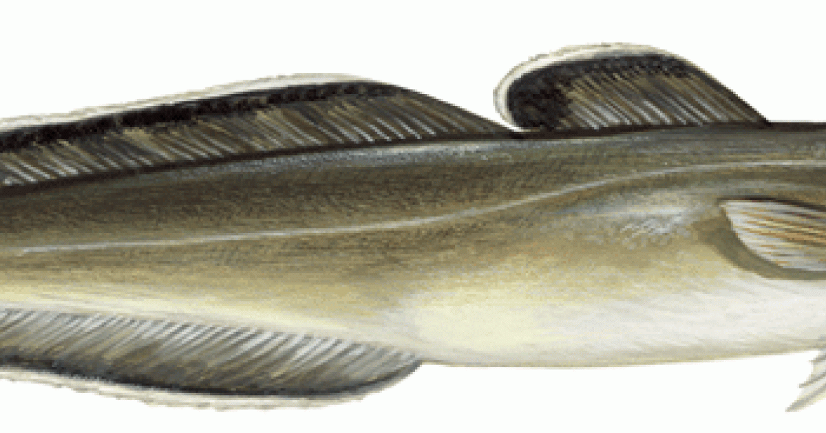 Lingue franche dans le guide d'achat WWF Lingue franche de source durable?